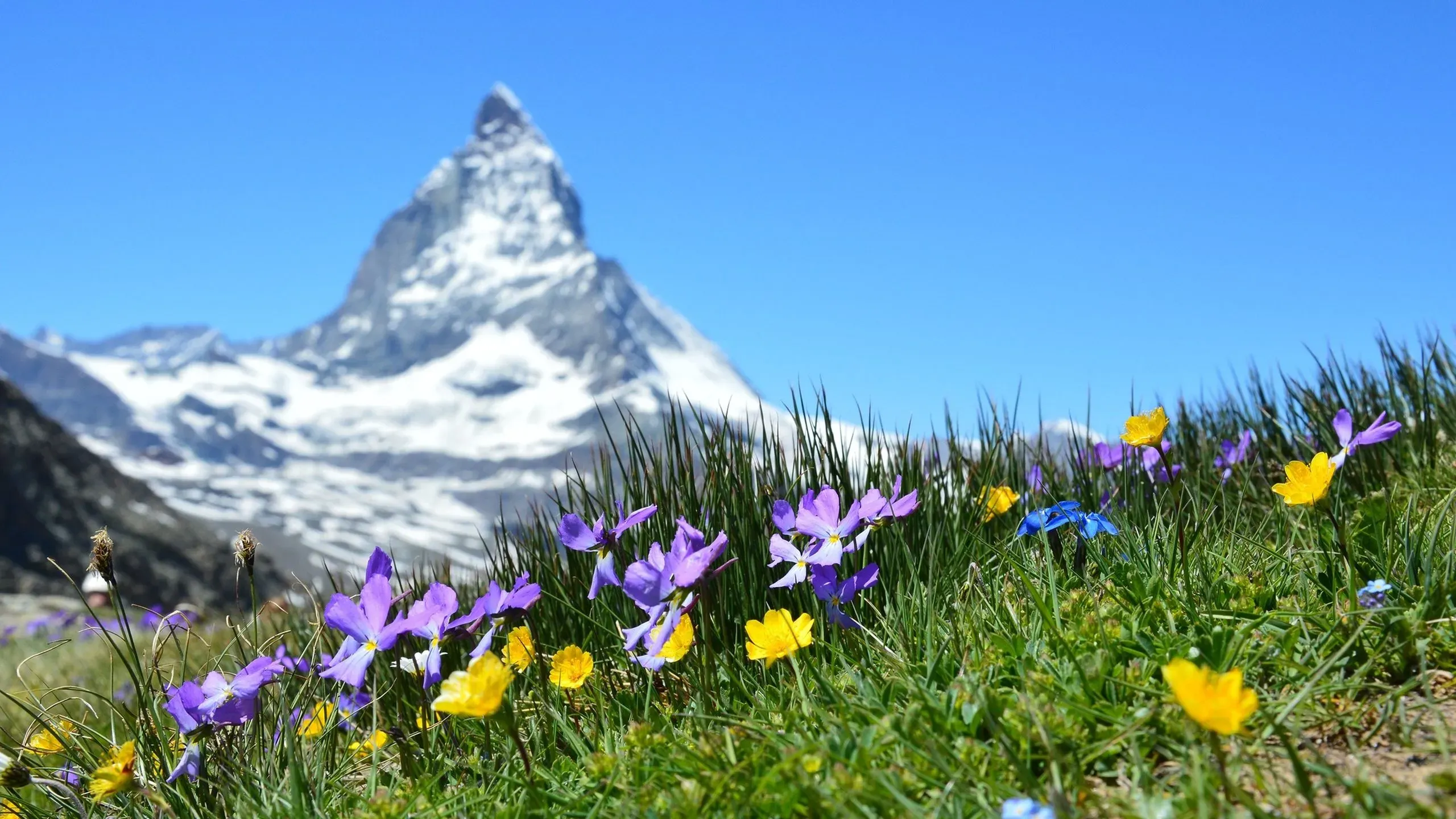 Suisse - Nature Cervin