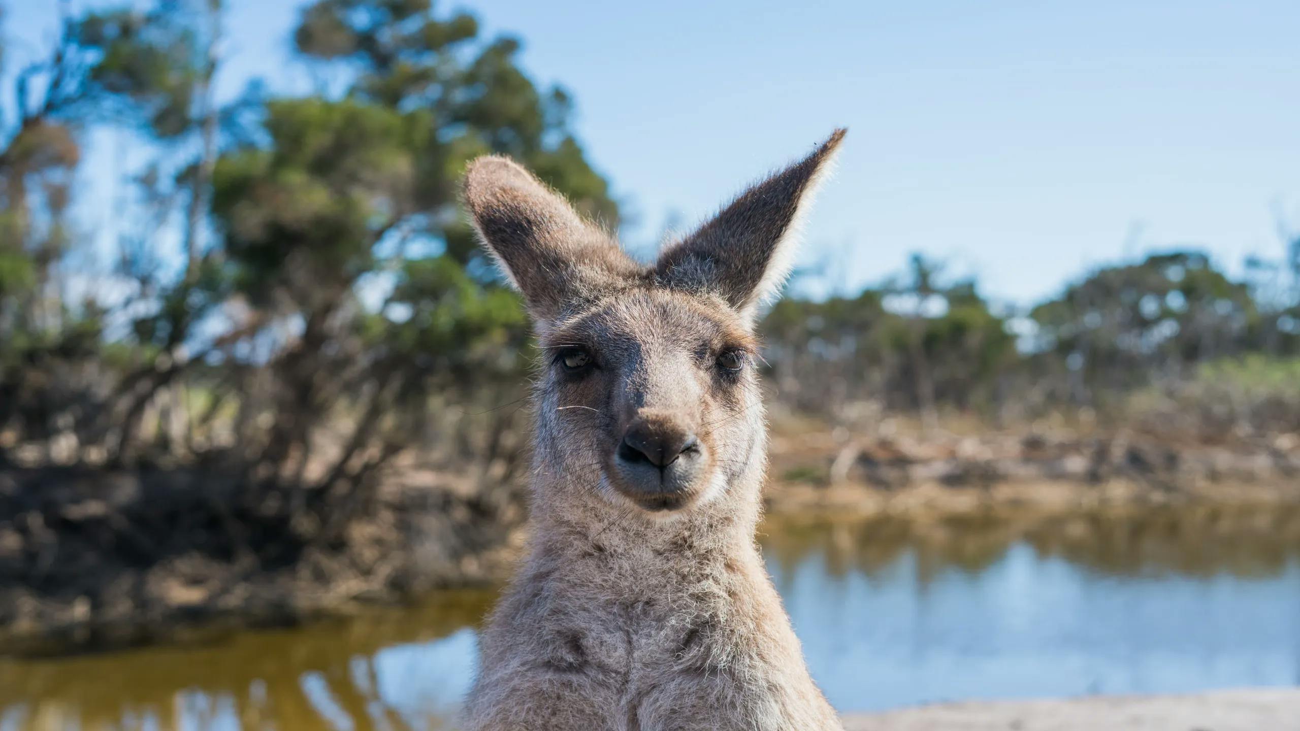 Australie - Kangourou 