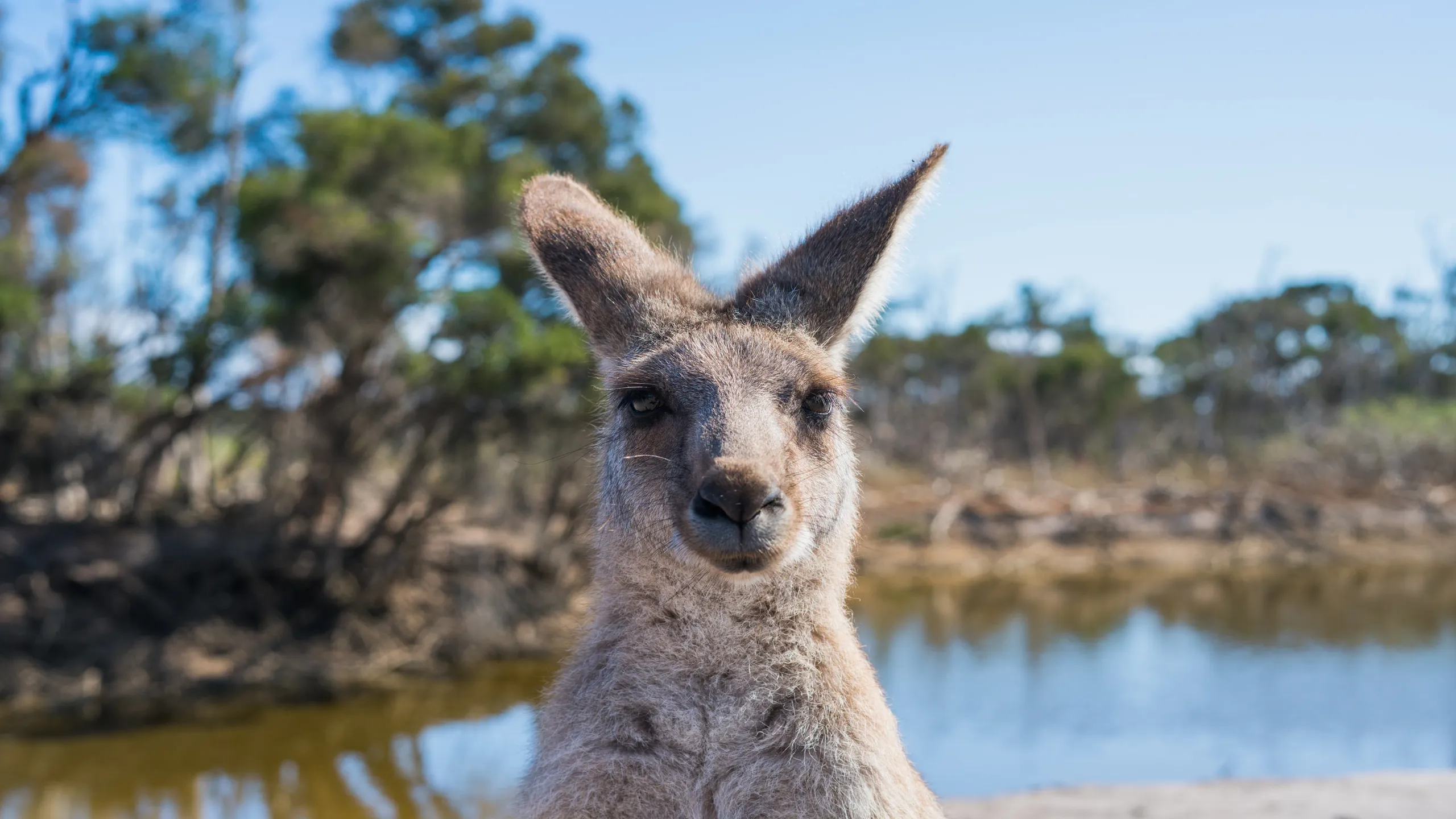 Australie - Kangourou