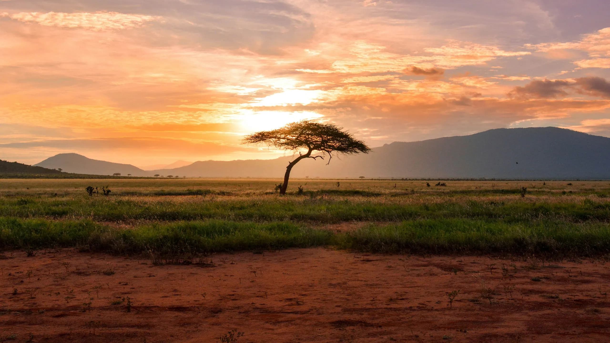 Safari