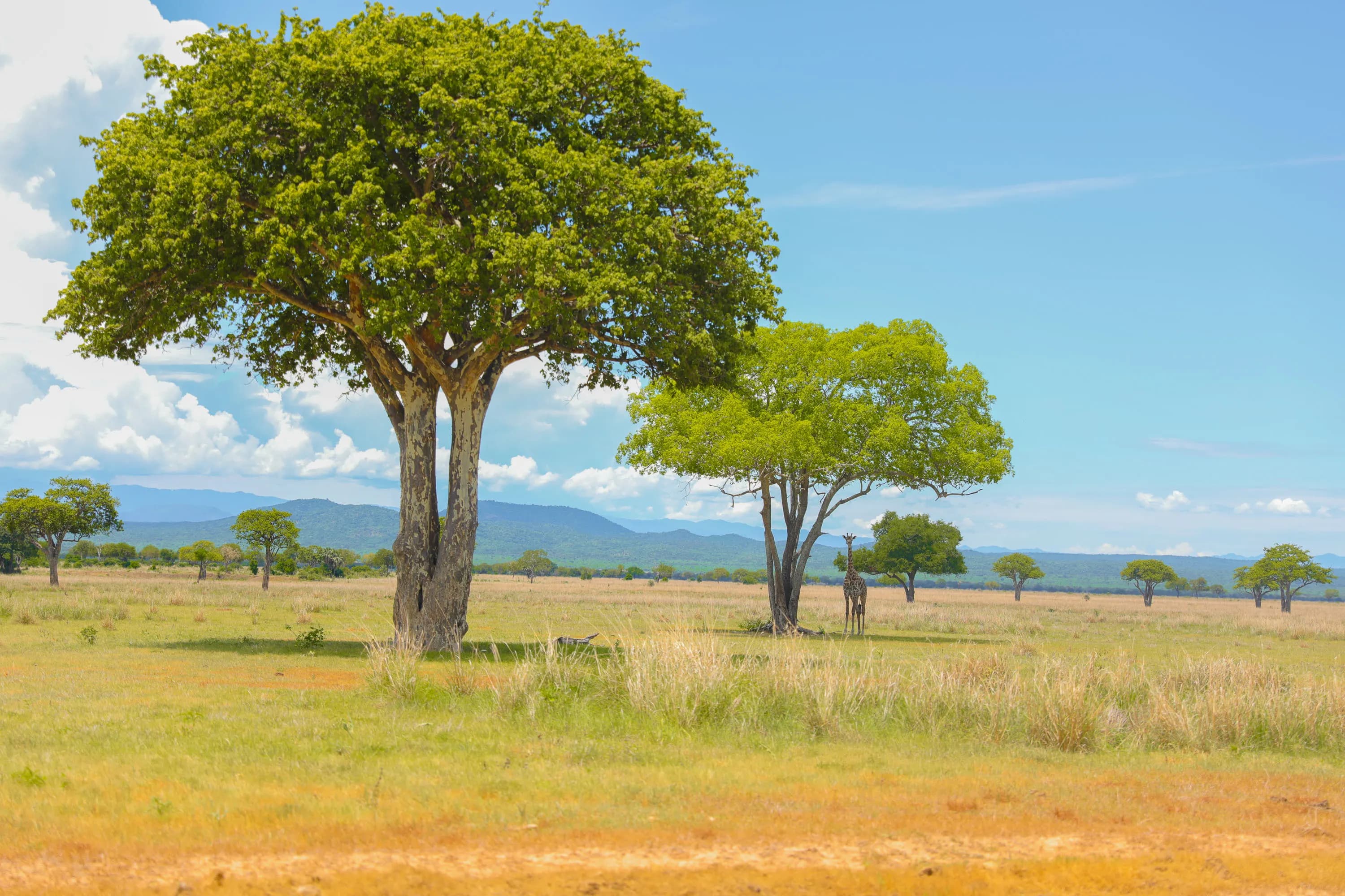 Savane africaine avec girafes et acacias