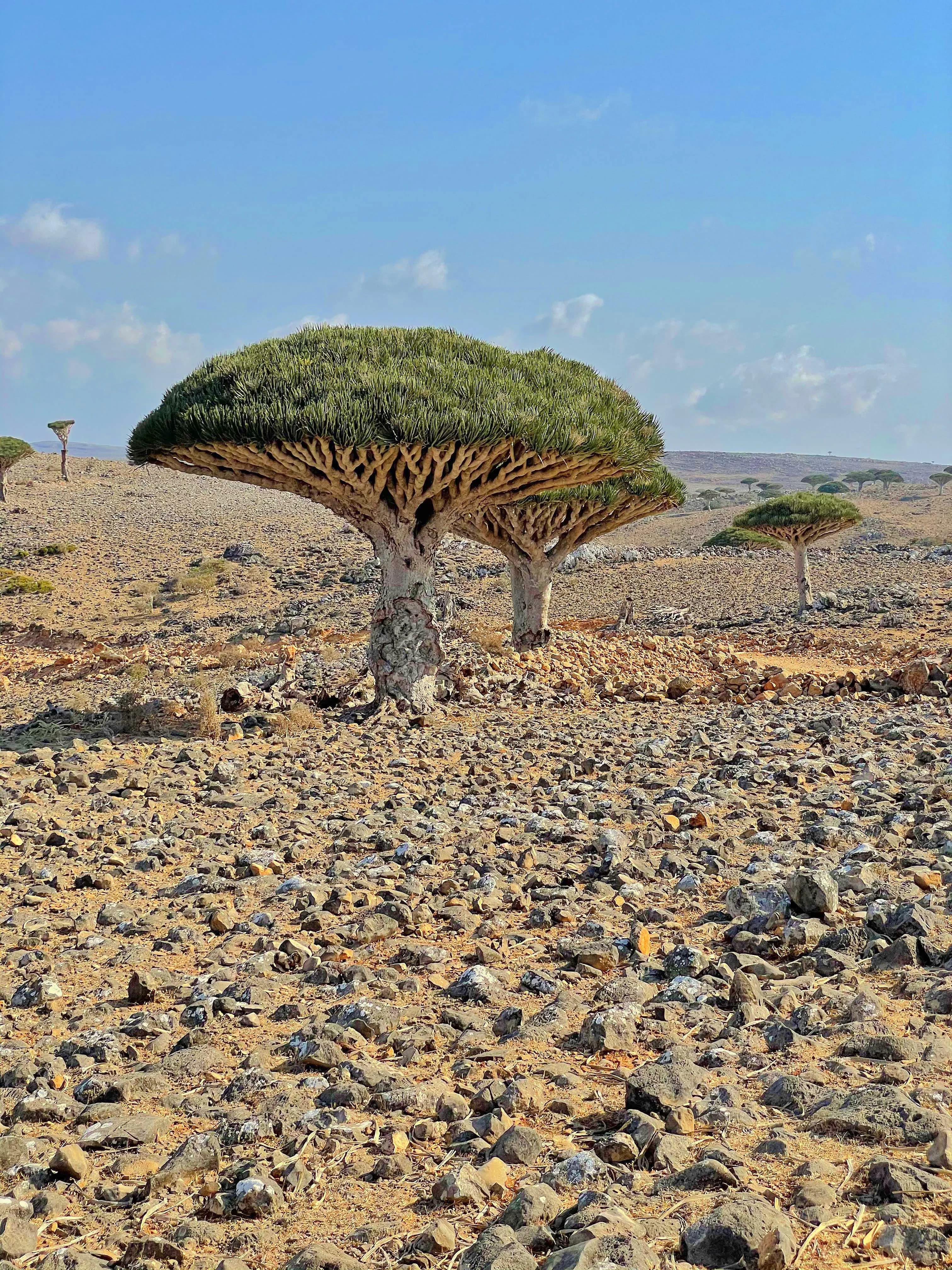 Dragonnier de Socotra au Yémen